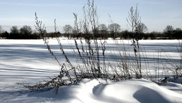 Campo Coberto Neve Pura Branca Inverno — Fotografia de Stock