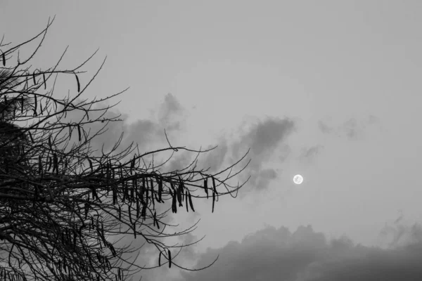 Ανατριχιαστική Εμφάνιση Σιλουέτα Δέντρο Φεγγάρι Λάμπει Στο Παρασκήνιο — Φωτογραφία Αρχείου