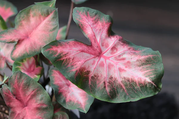 Sebuah Gambar Closeup Merah Muda Dan Hijau Caladium Daun — Stok Foto