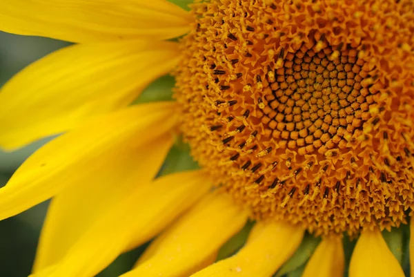 Primo Piano Girasole Giallo Sfondo Sfocato — Foto Stock