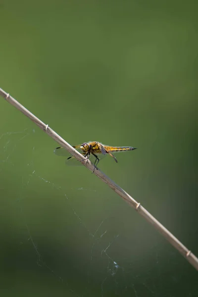 在卢森堡 蜻蜓坐在木棍上 栖息在池塘里 是自然保护区的哈夫 雷梅奇 — 图库照片