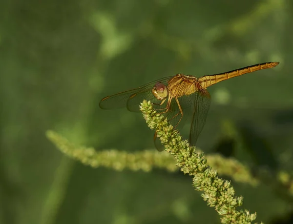 Eine Selektive Fokusaufnahme Einer Niedlichen Libelle Auf Einer Pflanze — Stockfoto