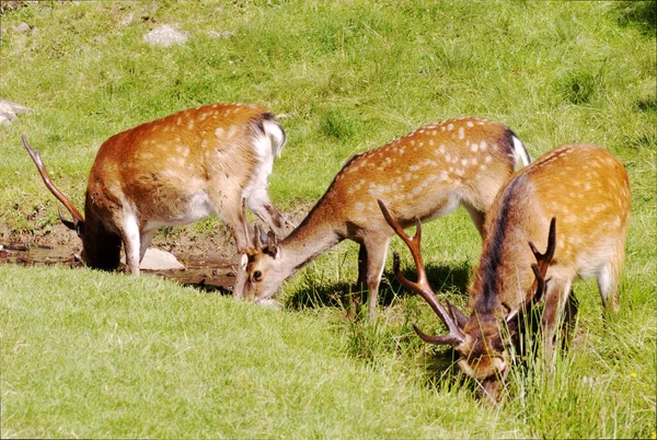 草原の赤い鹿 ドイツのアルプス ヨーロッパの野生動物 — ストック写真
