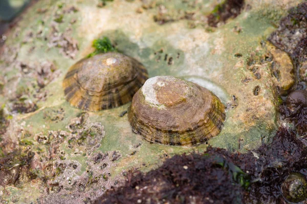 Playa Etretat Norte Francia Primer Plano Plantas Animales Entre Las — Foto de Stock
