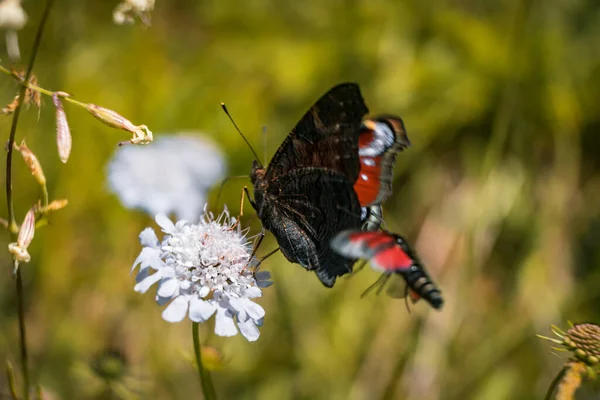 Papillon Ailé Noir Rouge Debout Sur Une Fleur Blanche Dans — Photo