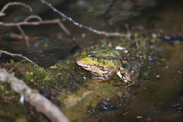 Rana Verde Uno Stagno Riserva Naturale Haff Reimech Lussemburgo Fauna — Foto Stock