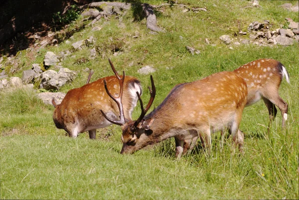 Cerf Rouge Dans Une Prairie Alpes Allemagne Faune Sauvage Europe — Photo