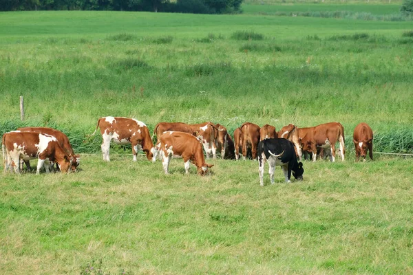 德国东弗里斯兰 东弗里斯兰平原的一头高角牛 — 图库照片