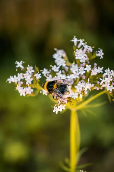 Vertical Shot Cute Bee Standing Delicate White Flower Vibrant Green — Stock Photo, Image