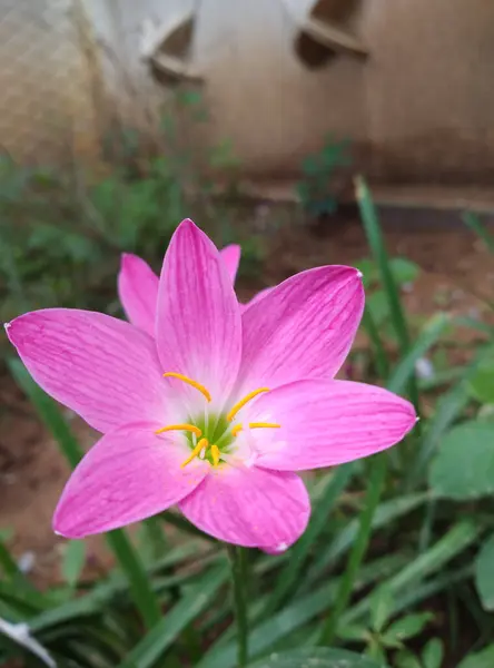 Pembe Bir Nilüfer Çiçeğinin Dikey Görüntüsü Bulanık Arka Planda Büyüyen — Stok fotoğraf