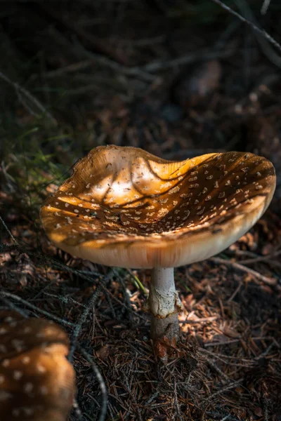 Colpo Verticale Grandi Funghi Selvatici Che Crescono Una Foresta Buia — Foto Stock