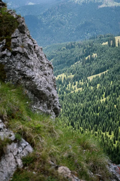 一张美丽的岩石悬崖垂直拍摄的照片 俯瞰着一座充满活力的山丘上茂密的黑森林 — 图库照片