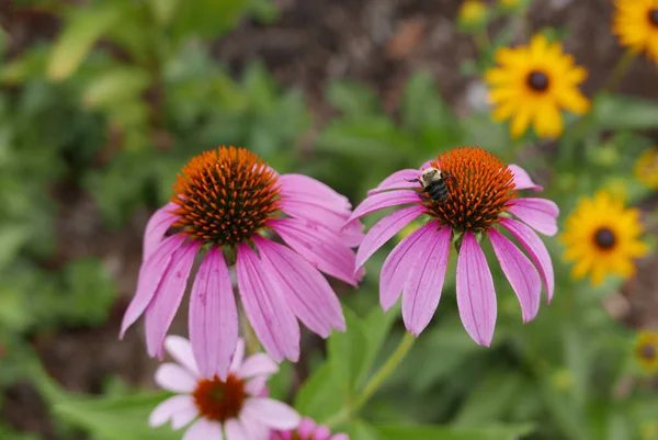 Belos Coneflowers Jardim — Fotografia de Stock