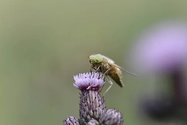 Fly Thistle Flower Blurred Background — Stock Photo, Image