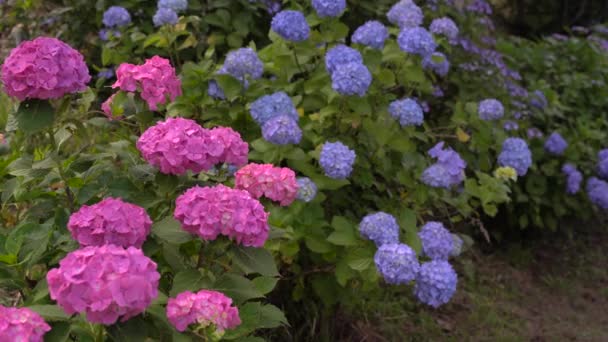 Schöne Blumen Garten — Stockvideo