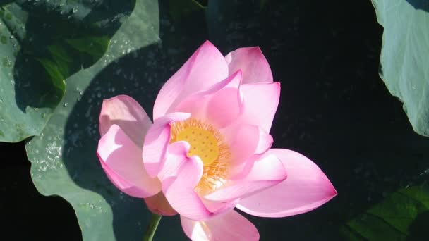 Beautiful Pink Lotus Flower Pond — Stock Video