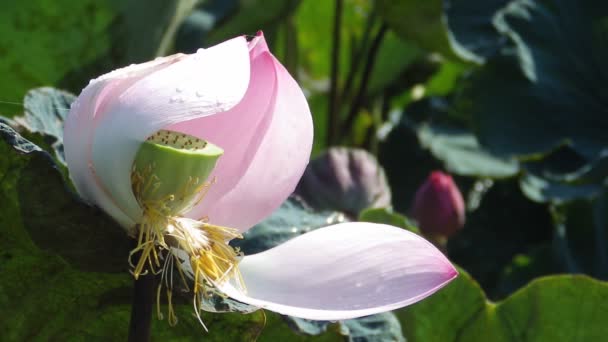 Красива Квітка Лотоса Саду — стокове відео