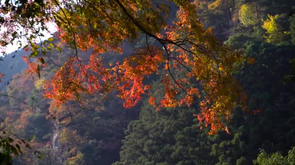 Pemandangan Musim Gugur Musim Gugur Flora — Stok Video