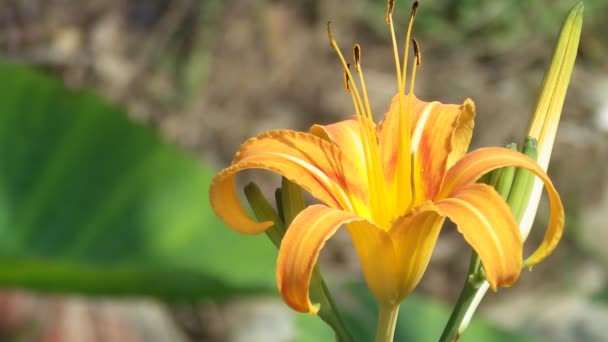 Piękny Żółty Kwiat Ogrodzie — Wideo stockowe
