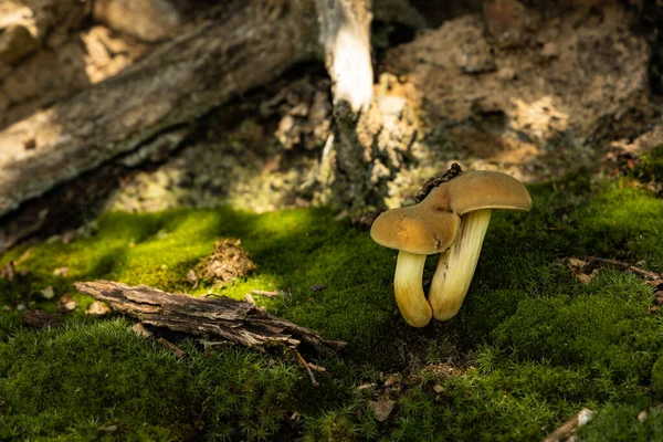 Close Cogumelos Uma Superfície Coberta Musgo Uma Floresta — Fotografia de Stock