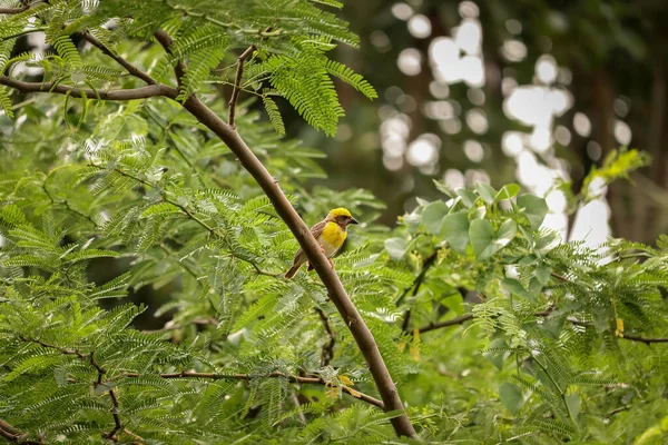 Eine Nahaufnahme Eines Gelben Baya Webervogels Der Auf Einem Baum — Stockfoto