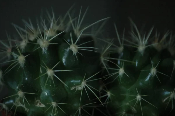 Egy Sekély Fókusz Közeli Felvétel Kaktusztövisekről Sötét Háttérrel — Stock Fotó