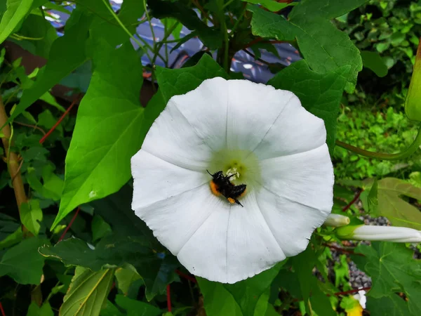 白い砂浜の月の花と黒い虫が眠っています — ストック写真