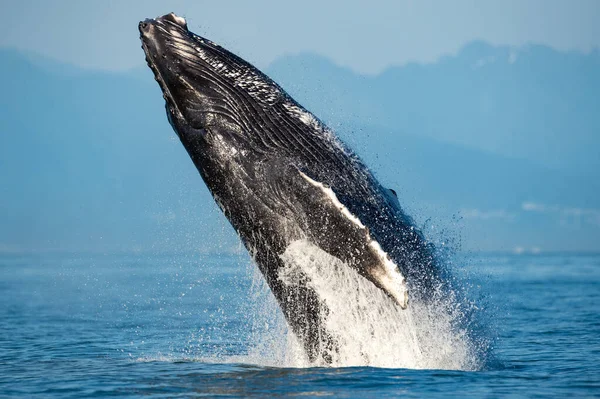 Huge Humpback Whale Breaching Surface Strait Georgia Vancouver Island Canada — Stock Photo, Image