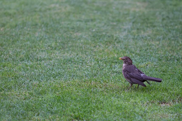 Primo Piano Anello Ouzel Piedi Sull Erba — Foto Stock