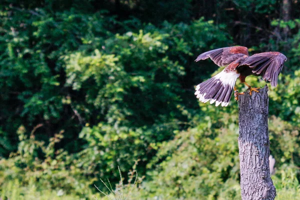 Primo Piano Una Maestosa Aquila Bruna Nel Suo Habitat Naturale — Foto Stock