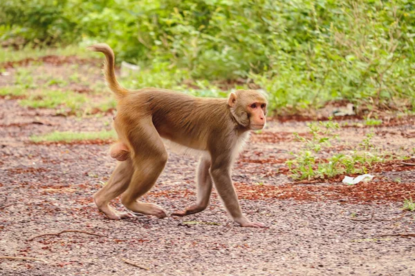 Macaco Bonito Andando Zoológico — Fotografia de Stock