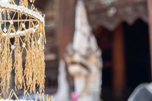 Buda Tapmak Için Paddy Rice Yakın Plan Fotoğrafı — Stok fotoğraf