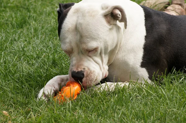 Gran Perro Blanco Negro Tendido Hierba Jugando Con Juguete Naranja —  Fotos de Stock