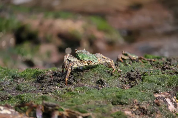 Vue Arrière Rapprochée Crabe Sur Rocher Recouvert Mousse Sur Une — Photo