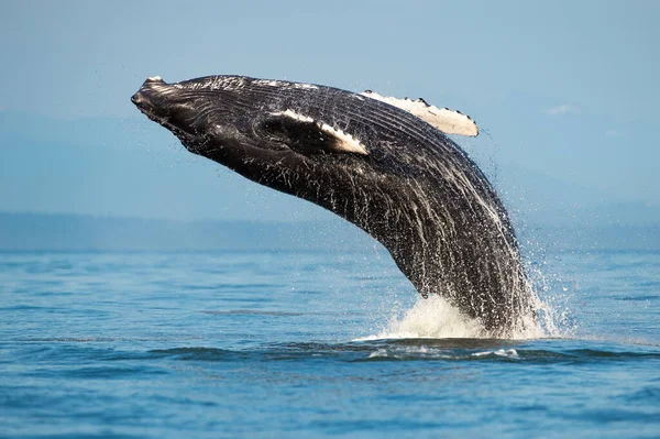 Huge Humpback Whale Breaching Surface Strait Georgia Vancouver Island Canada — Stock Photo, Image