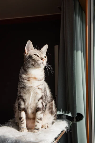 Gatinho Americano Bonito Shorthair Quarto — Fotografia de Stock