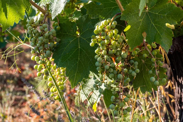 Närbild Små Gröna Druvor Utomhus — Stockfoto