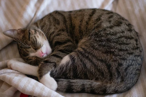 Nahaufnahme Einer Niedlichen Flauschigen Katze Die Auf Einer Gestreiften Matratze — Stockfoto