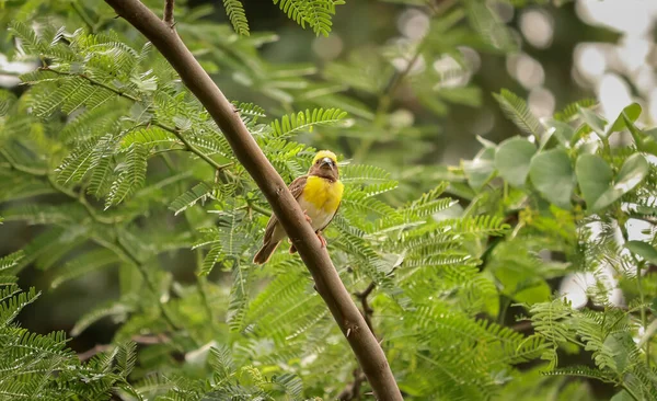 Primer Plano Pájaro Tejedor Baya Amarilla Posado Árbol Bosque —  Fotos de Stock