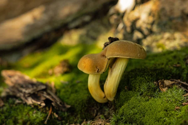 Primer Plano Setas Sobre Una Superficie Cubierta Musgo Bosque — Foto de Stock