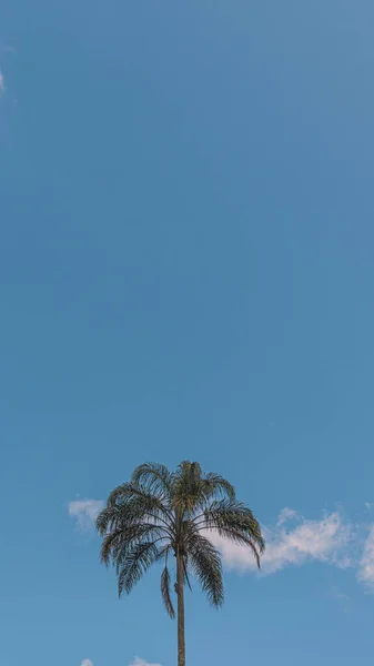 Снимок Пальмы Голубым Небом Заднем Плане — стоковое фото