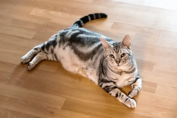 部屋の中に可愛いアメリカのショートヘアの子猫 — ストック写真