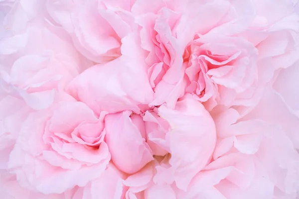 Closeup Shot Petals Pink Rose — Stock Photo, Image