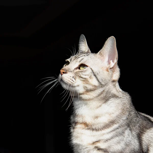 部屋の中に可愛いアメリカのショートヘアの子猫 — ストック写真