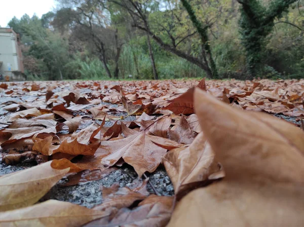 Ein Nasser Boden Bedeckt Mit Braunen Trockenen Blättern — Stockfoto