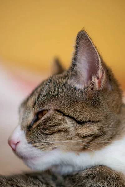 Vertical Shot Cute Fluffy Cat Blurred Background — Stock Photo, Image