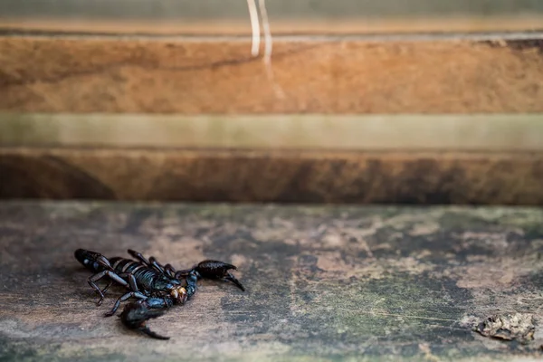 Solo Escorpión Negro Una Superficie Rocosa —  Fotos de Stock