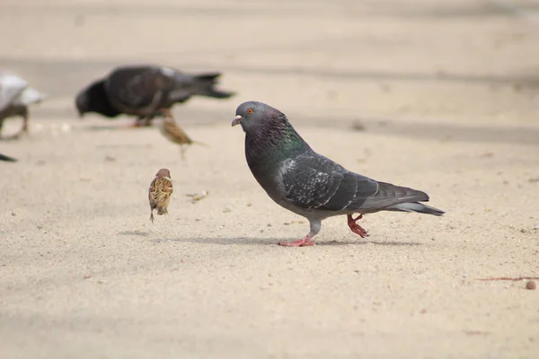 Yerdeki Güvercinler Yoldan Geçen Küçük Kuşlar — Stok fotoğraf