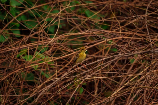 在森林里的一根干树枝上栖息着一只黄色的八亚织布鸟的特写镜头 — 图库照片