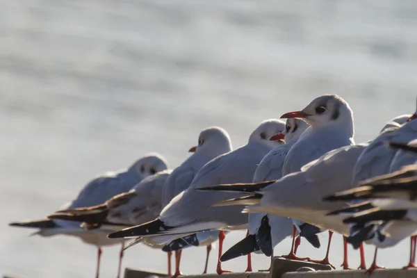 Closeup Perched Silver Gulls — Stock Photo, Image